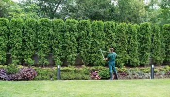 Professional Hedge Trimming At Pineridge Tree Care